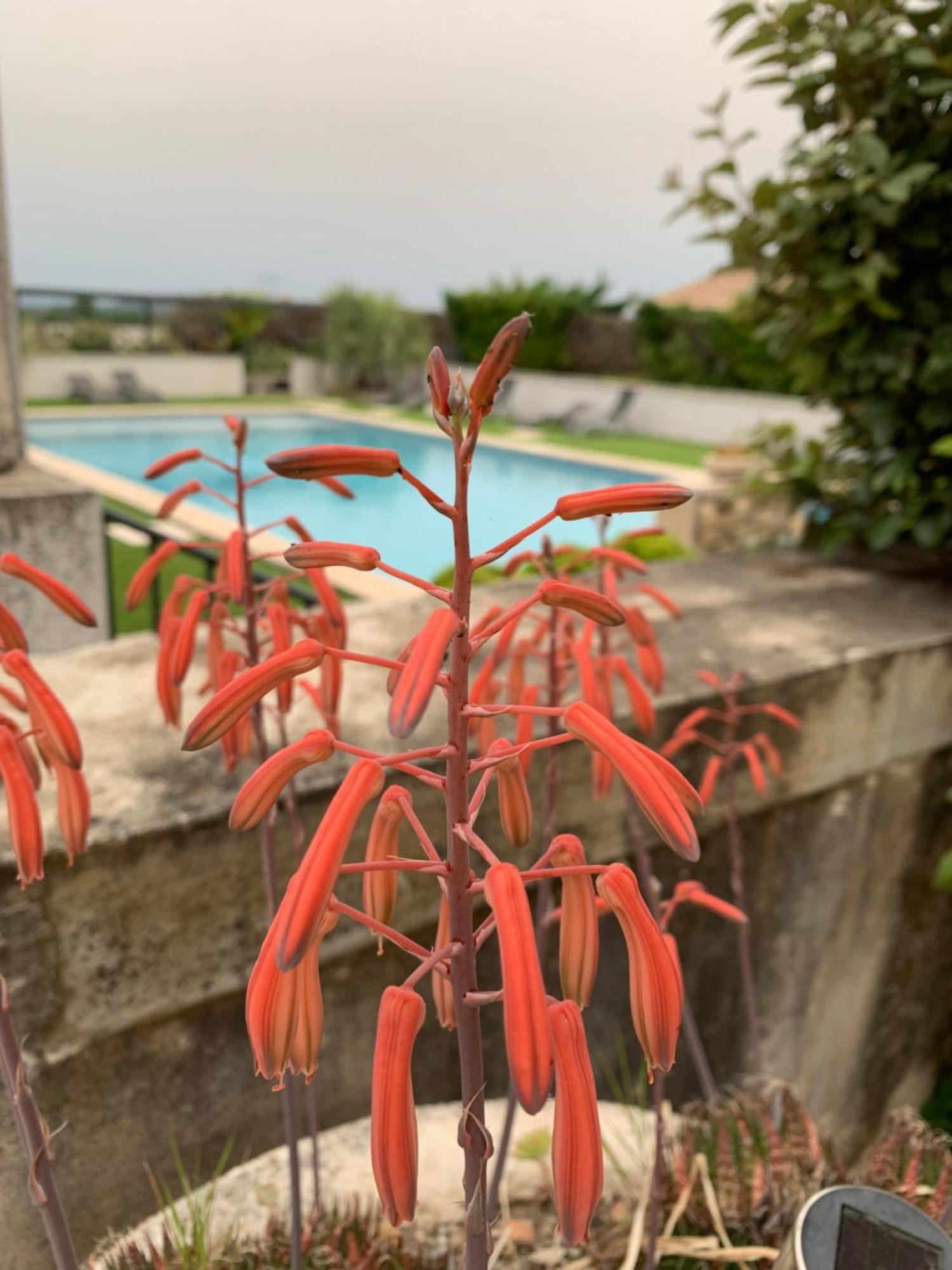 Bed and Breakfast Domaine Forvent Saint-Julien-de-Peyrolas Exterior foto